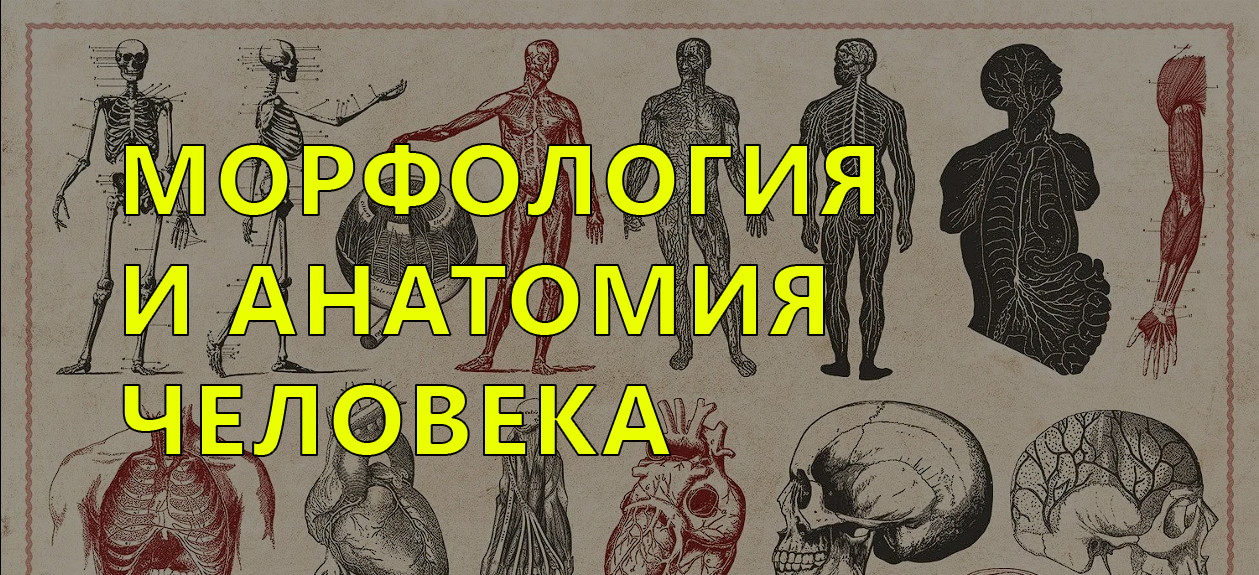 Морфология и анатомия человека 8